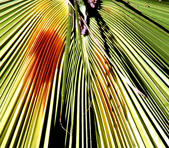 Hollywood palm tree - heavily processed