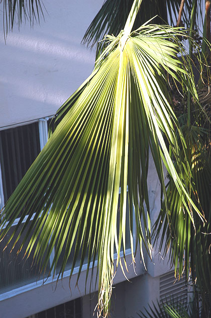 Hollywood palm tree