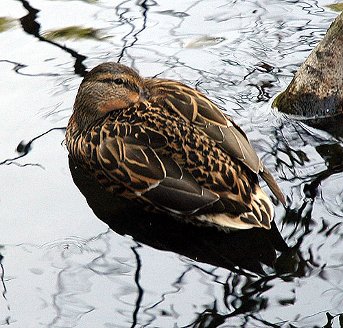 Duck on Heavenly Pond, Franklin Canyon Park, Beverly Hills