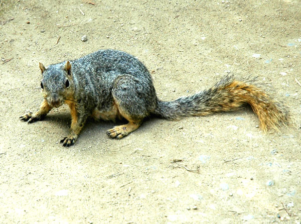 Squirrel at the Mildred E. Mathias Botanical Garden, UCLA Campus