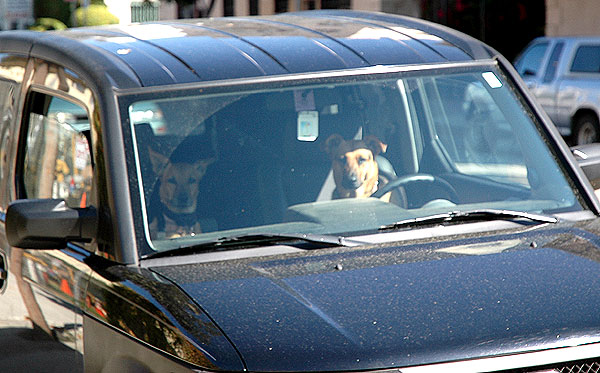 Dogs in car, Cherokee Avenue at Hollywood Boulevard