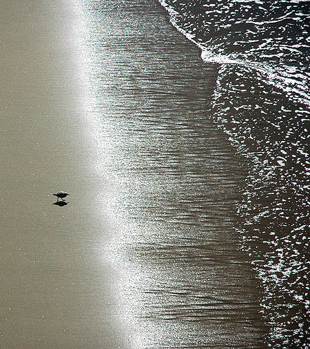 Shorebird, north Manhattan Beach (El Porto), Los Angeles