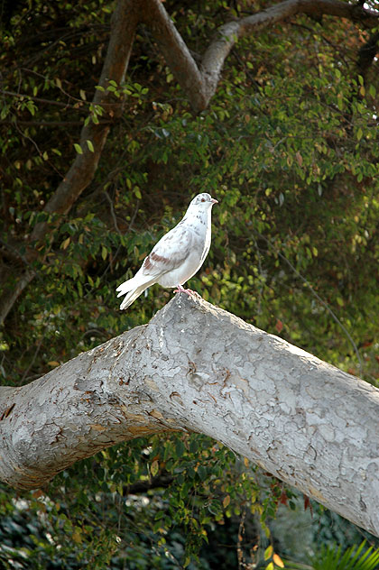 Mottled pigeon on tree branch