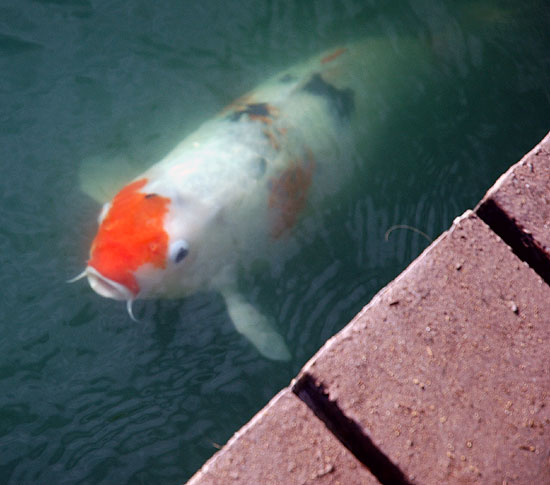 Koi, The Self-Realization Fellowship Lake Shrine, 17190 Sunset Boulevard, Pacific Palisades, California