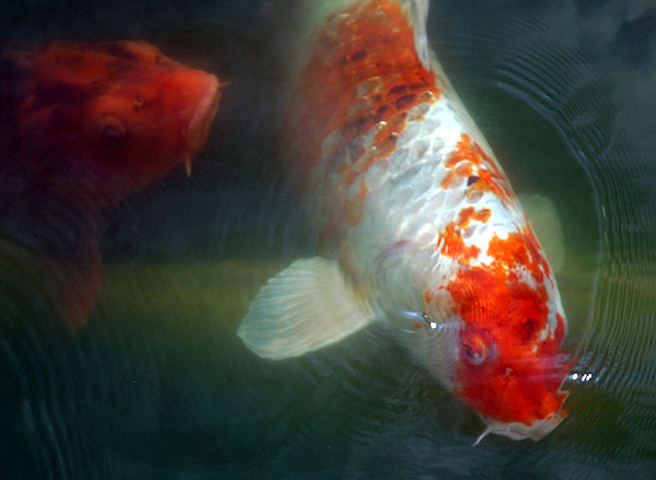 Koi, The Self-Realization Fellowship Lake Shrine, 17190 Sunset Boulevard, Pacific Palisades, California