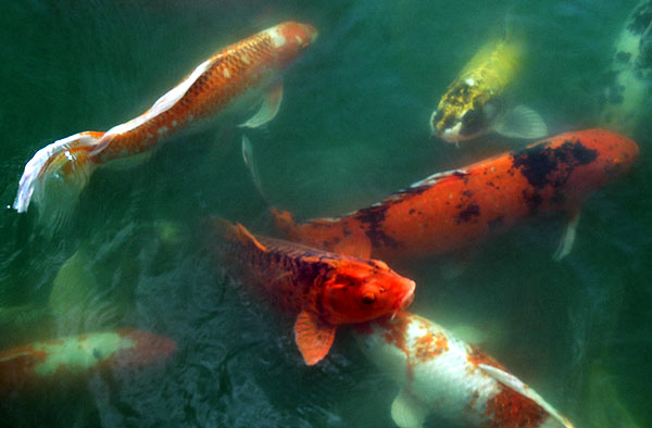 Koi, The Self-Realization Fellowship Lake Shrine, 17190 Sunset Boulevard, Pacific Palisades, California