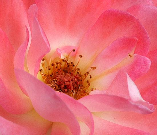 Pink rose, extreme close-up