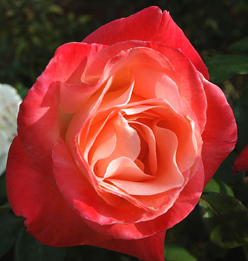 Rose, close-up
