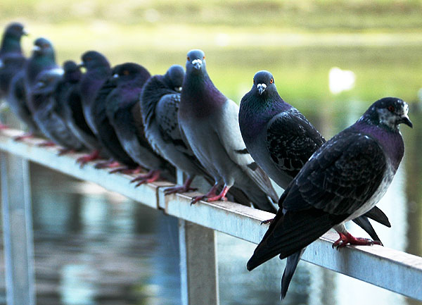 Black pigeons in a row at the Playa del Rey lagoon