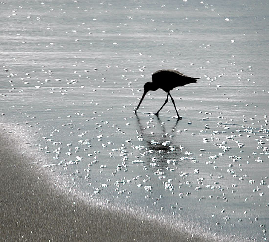Marbled Godwit (Limosa fedoa), in silhouette