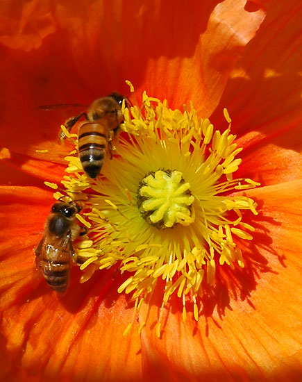 Bees at work, close-up