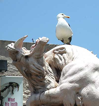 Gull on statue of Saber-Toothed Tiger, La Brea Tar Pits, Wilshire Boulevard, Los Angeles