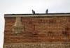 Details - Hollywood birds and earthquake damage -
