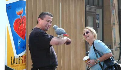 A fancy bird on Hollywood Boulevard -