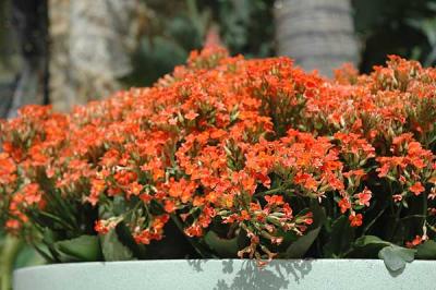 Hollywood Boulevard - flowers at the Kodak Theater (kalanchole flammea) 