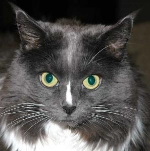 Back home, Harriet-the-Cat does a Hollywood pose -