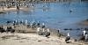 MALIBU - Malibu Creek birds