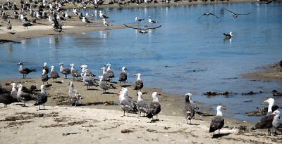 MALIBU - Malibu Creek birds