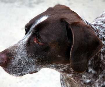Jake (or Max) is hopes -