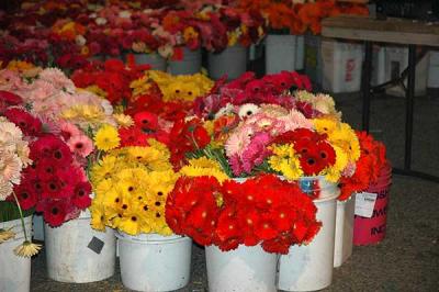 Raw material - 