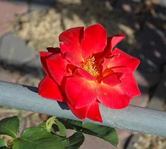 A Rose at the Rose Caf 