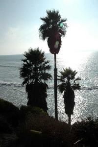 Bonus - Christmas Day at the Coast (Encinitas) -